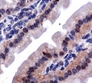 LOX / Lysyl Oxidase Antibody - LOX propeptide Antibody - IHC of LOPP in mouse intestine.  This image was taken for the unconjugated form of this product. Other forms have not been tested.