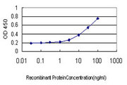 LOXL2 Antibody - Detection limit for recombinant GST tagged LOXL2 is approximately 0.3 ng/ml as a capture antibody.