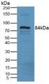 LOXL3 Antibody - Western Blot; Sample: Mouse Serum Tissue.