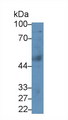 LP-PLA2 / PLA2G7 Antibody - Western Blot; Sample: Human Liver lysate; Primary Ab: 5µg/ml Rabbit Anti-Human LpPLA2 Antibody Second Ab: 0.2µg/mL HRP-Linked Caprine Anti-Rabbit IgG Polyclonal Antibody