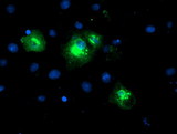 LPAR1 / LPA1 / EDG2 Antibody - Anti-LPAR1 mouse monoclonal antibody immunofluorescent staining of COS7 cells transiently transfected by pCMV6-ENTRY LPAR1.