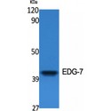 LPAR3 / LPA3 / EDG7 Antibody - Western blot of EDG-7 antibody