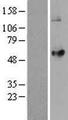 LPCAT2 Protein - Western validation with an anti-DDK antibody * L: Control HEK293 lysate R: Over-expression lysate