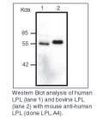 LPL / Lipoprotein Lipase Antibody