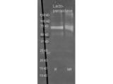 LPO / Lactoperoxidase Antibody - Sheep anti Lactoperoxidase antibody was used to detect Lactoperoxidase under reducing (R) and non-reducing (NR) conditions. Reduced samples of purified target proteins contained 4% BME and were boiled for 5 minutes. Samples of ~1ug of protein per lane were run by SDS-PAGE. Protein was transferred to nitrocellulose and probed with 1:3000 dilution of primary antibody (ON 4 C in MB-070). Detection shown was using Dylight 488 conjugated secondary antibody.