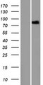 LRCH1 Protein - Western validation with an anti-DDK antibody * L: Control HEK293 lysate R: Over-expression lysate