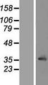 LRRC10 Protein - Western validation with an anti-DDK antibody * L: Control HEK293 lysate R: Over-expression lysate