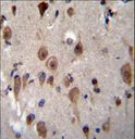 LRRC28 Antibody - LRRC28 Antibody immunohistochemistry of formalin-fixed and paraffin-embedded human brain tissue followed by peroxidase-conjugated secondary antibody and DAB staining.