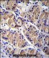 LRRC38 Antibody - LRRC38 Antibody (C-term) immunohistochemistry analysis in formalin fixed and paraffin embedded human stomach tissue followed by peroxidase conjugation of the secondary antibody and DAB staining.This data demonstrates the use of LRRC38 Antibody (C-term) for immunohistochemistry. Clinical relevance has not been evaluated.