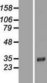 LRRC3B Protein - Western validation with an anti-DDK antibody * L: Control HEK293 lysate R: Over-expression lysate