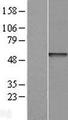 LRRC42 Protein - Western validation with an anti-DDK antibody * L: Control HEK293 lysate R: Over-expression lysate