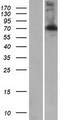 LRRC43 Protein - Western validation with an anti-DDK antibody * L: Control HEK293 lysate R: Over-expression lysate