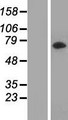 LRRC45 Protein - Western validation with an anti-DDK antibody * L: Control HEK293 lysate R: Over-expression lysate
