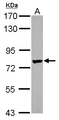 LRRC4C Antibody - Sample (30 ug of whole cell lysate) A: IMR32 7.5% SDS PAGE LRRC4C antibody diluted at 1:1000