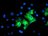 LRRC50 Antibody - Anti-LRRC50 mouse monoclonal antibody immunofluorescent staining of COS7 cells transiently transfected by pCMV6-ENTRY LRRC50.