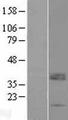 LRRC52 Protein - Western validation with an anti-DDK antibody * L: Control HEK293 lysate R: Over-expression lysate