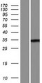 LRRC72 Protein - Western validation with an anti-DDK antibody * L: Control HEK293 lysate R: Over-expression lysate