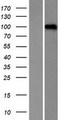 LRRC8D / LRRC5 Protein - Western validation with an anti-DDK antibody * L: Control HEK293 lysate R: Over-expression lysate