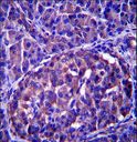 LRRN4 / C20orf75 Antibody - LRRN4 Antibody immunohistochemistry of formalin-fixed and paraffin-embedded human pancreas tissue followed by peroxidase-conjugated secondary antibody and DAB staining.