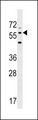 LRRTM2 Antibody - Western blot of lysate from human brain tissue lysate, using LRRTM2 Antibody. Antibody was diluted at 1:1000 at each lane. A goat anti-rabbit IgG H&L (HRP) at 1:5000 dilution was used as the secondary antibody. Lysate at 35ug per lane.