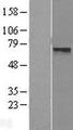 LRRTM3 Protein - Western validation with an anti-DDK antibody * L: Control HEK293 lysate R: Over-expression lysate