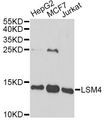 LSM4 Antibody - Western blot analysis of extracts of various cell lines, using LSM4 antibody at 1:1000 dilution. The secondary antibody used was an HRP Goat Anti-Rabbit IgG (H+L) at 1:10000 dilution. Lysates were loaded 25ug per lane and 3% nonfat dry milk in TBST was used for blocking. An ECL Kit was used for detection and the exposure time was 5s.