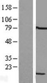 LSM6 Protein - Western validation with an anti-DDK antibody * L: Control HEK293 lysate R: Over-expression lysate