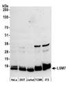 LSM7 Antibody - Detection of human and mouse LSM7 by western blot. Samples: Whole cell lysate (50 µg) from HeLa, HEK293T, Jurkat, mouse TCMK-1, and mouse NIH 3T3 cells prepared using NETN lysis buffer. Antibody: Affinity purified rabbit anti-LSM7 antibody used for WB at 0.04 µg/ml. Detection: Chemiluminescence with an exposure time of 3 minutes.