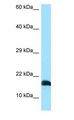 LST1 Antibody - LST1 / LST-1 antibody Western Blot of 293T.  This image was taken for the unconjugated form of this product. Other forms have not been tested.