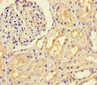LTBP4 Antibody - Immunohistochemistry of paraffin-embedded human kidney tissue at dilution of 1:100