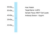 LUZP4 Antibody -  This image was taken for the unconjugated form of this product. Other forms have not been tested.