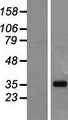 LUZP4 Protein - Western validation with an anti-DDK antibody * L: Control HEK293 lysate R: Over-expression lysate