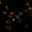 lva Antibody - Goat Anti-lava lamp (Drosophila melanogaster) Antibody (10ug/ml) staining (red, AlexaFluor 555) of Drosophila S2 cells, co-stained with MG130 rabbit antibody (green, AlexaFluor 488). The yellow spots indicate co-localization of the two proteins. Data obtained by F. Riedel and S Munro, MRC Laboratory of Mol Biol, Cambridge, UK