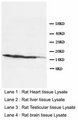 Ly6a / Sca-1 Antibody -  This image was taken for the unconjugated form of this product. Other forms have not been tested.