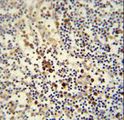 LY6G6C Antibody - LY6G6C antibody immunohistochemistry of formalin-fixed and paraffin-embedded human lymph node followed by peroxidase-conjugated secondary antibody and DAB staining.
