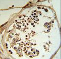 LYAR Antibody - LYAR Antibody (RB18752) IHC of formalin-fixed and paraffin-embedded human testis tissue followed by peroxidase-conjugated secondary antibody and DAB staining.