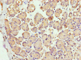 LYG1 Antibody - Immunohistochemistry of paraffin-embedded human pancreatic tissue using LYG1 Antibody at dilution of 1:100