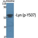 LYN Antibody - Western blot of Phospho-Lyn (Y508) antibody