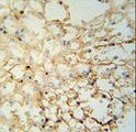 LYPD1 Antibody - LYPD1 Antibody immunohistochemistry of formalin-fixed and paraffin-embedded mouse kidney tissue followed by peroxidase-conjugated secondary antibody and DAB staining.