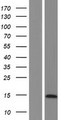 LYRM7 Protein - Western validation with an anti-DDK antibody * L: Control HEK293 lysate R: Over-expression lysate