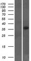 LYSMD2 Protein - Western validation with an anti-DDK antibody * L: Control HEK293 lysate R: Over-expression lysate