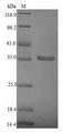 Beta-lytic metalloendopeptidase Protein - (Tris-Glycine gel) Discontinuous SDS-PAGE (reduced) with 5% enrichment gel and 15% separation gel.