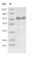 Lys-C Protein - (Tris-Glycine gel) Discontinuous SDS-PAGE (reduced) with 5% enrichment gel and 15% separation gel.