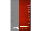 LYZ / Lysozyme Antibody - Western Blot of Rabbit anti-Lysozyme antibody. (Left Blot-grey) Lane 1: purified Lysozyme reduced. Lane 2: purified Lysozyme non-reduced. (Right Blot-red) Lane 1: purified Lysozyme reduced. Lane 2: purified Lysozyme non-reduced. Load: ~1 ug per lane. Primary antibody: Biotin Conjugated Rabbit anti Lysozyme antibody at 1:5000 for overnight at 4 degrees C. Secondary antibody: Dylight 488 conjugated Streptavidin at 1:5,000 with Dylight 549 conjugated secondary antibody at 1:10,000 for 1.5 hrs at RT. Block: MB-070 overnight at 4 degrees C. Predicted/Observed size: 4.9kDa, 5kDa for Lysozyme. Other band(s): none. This image was taken for the unconjugated form of this product. Other forms have not been tested.
