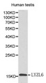 LYZL6 Antibody - Western blot of LYZL6 pAb in extracts from human testis tissue.