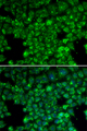 LYZL6 Antibody - Immunofluorescence analysis of U2OS cells using LYZL6 antibody. Blue: DAPI for nuclear staining.