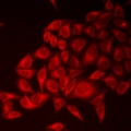 LYZL6 Antibody