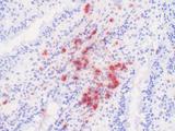 Macrophages, Neutrophils Antibody - Clone PM1 swine jejunum, frozen section