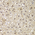 MAD1L1 / MAD1 Antibody - Immunohistochemistry of paraffin-embedded mouse liver using MAD1L1 antibodyat dilution of 1:100 (40x lens).