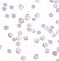 MAEL Antibody - Immunocytochemistry of Maelstrom in HeLa cells with Maelstrom antibody at 5 ug/ml.